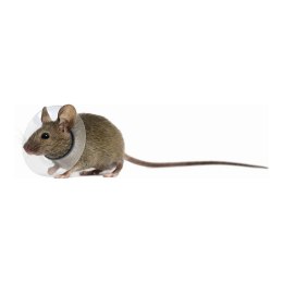 Obroża Elżbietańska dla Gryzoni KVP Przezroczysty 2.5-3.2 cm