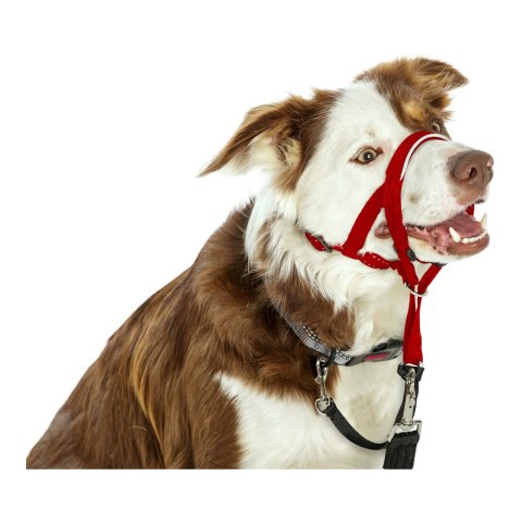 Obroże treningowe dla psów Company of Animals Halti Kaganiec (40-54 cm) Obroże treningowe dla psów Company of Animals Halti Kaganiec (40-54 cm)